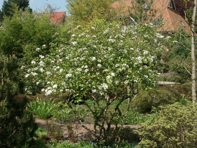 Viburnum × burkwoodii Viburnum burkwoodii