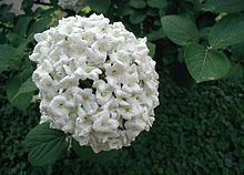 Viburnum × carlcephalum httpsuploadwikimediaorgwikipediacommonsthu