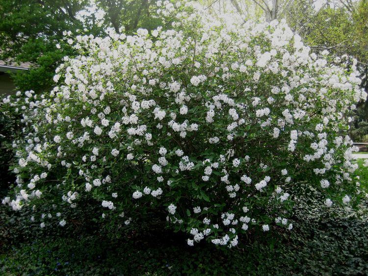 Viburnum × carlcephalum 1000 ideas about Viburnum Carlcephalum on Pinterest White gardens