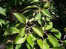 Viburnum × jackii httpsuploadwikimediaorgwikipediacommonsthu