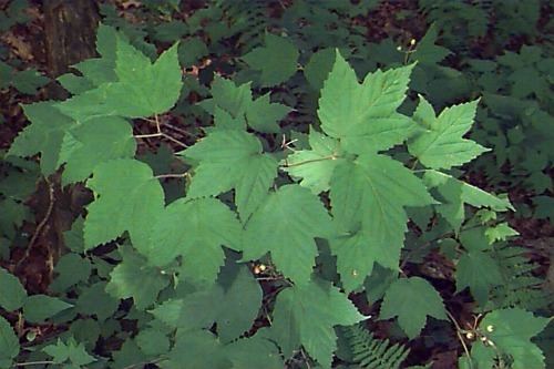 Viburnum acerifolium Viburnum acerifolium Mapleleaf Viburnum Dogmackie Plant Database