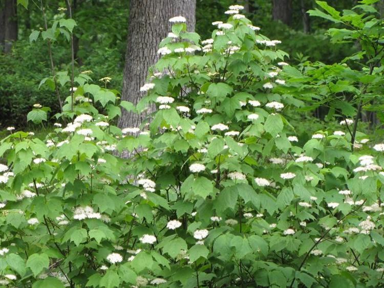 Viburnum acerifolium Mapleleaf Viburnum Viburnum acerifolium treesshrubsvines