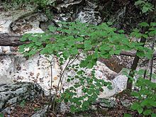 Viburnum bracteatum httpsuploadwikimediaorgwikipediacommonsthu