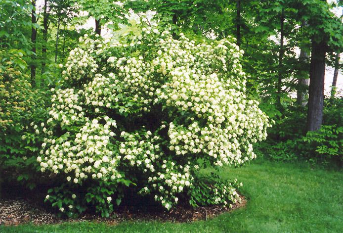 Viburnum dentatum Arrowwood Viburnum dentatum in Hamilton Burlington Waterdown