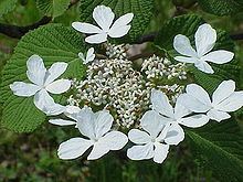 Viburnum furcatum httpsuploadwikimediaorgwikipediacommonsthu