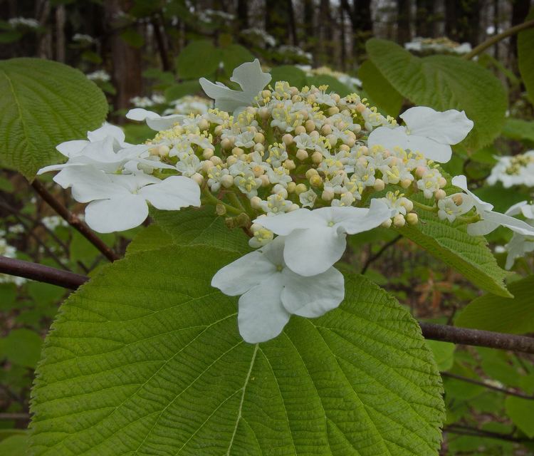 Viburnum lantanoides AMCNH Viburnum lantanoides Gallery amp Guide