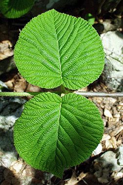 Viburnum lantanoides Viburnum lantanoides Fact Sheet