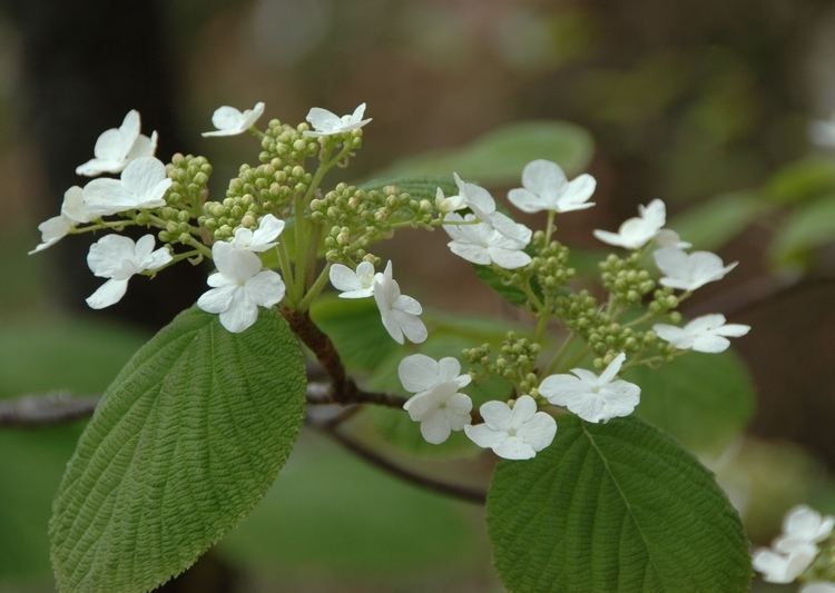 Viburnum lantanoides AMCNH Viburnum lantanoides Gallery amp Guide