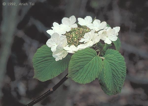 Viburnum lantanoides Viburnum lantanoides