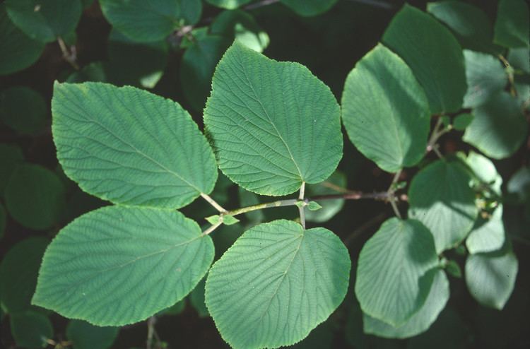 Viburnum lantanoides Viburnum lantanoides hobblebush Go Botany