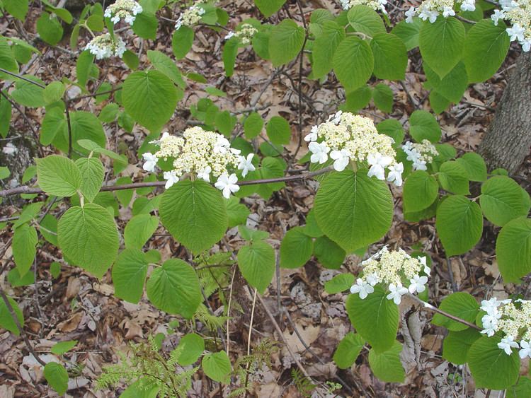 Viburnum lantanoides Viburnum lantanoides hobblebush Go Botany