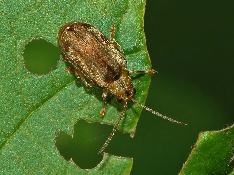 Viburnum leaf beetle Viburnum leaf beetle Wikipedia