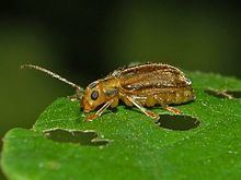Viburnum leaf beetle httpsuploadwikimediaorgwikipediacommonsthu