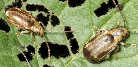 Viburnum leaf beetle Be alert for viburnum beetles Preen