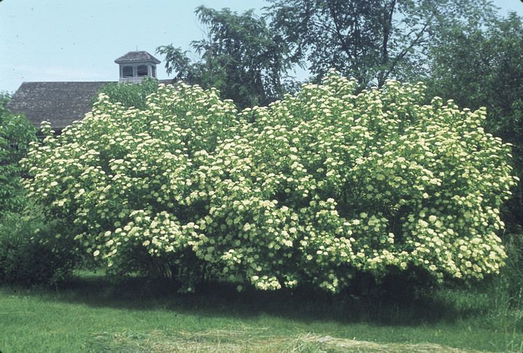 Viburnum lentago Viburnum lentago nannyberry Go Botany