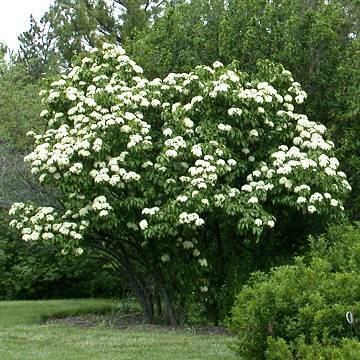 Viburnum lentago Viburnum Nannyberry Viburnum lentago KVL Landscaping