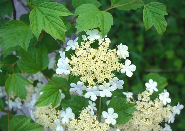 Viburnum opulus Viburnum opulus highbushcranberry Go Botany