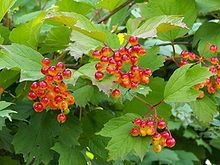 Viburnum opulus httpsuploadwikimediaorgwikipediacommonsthu