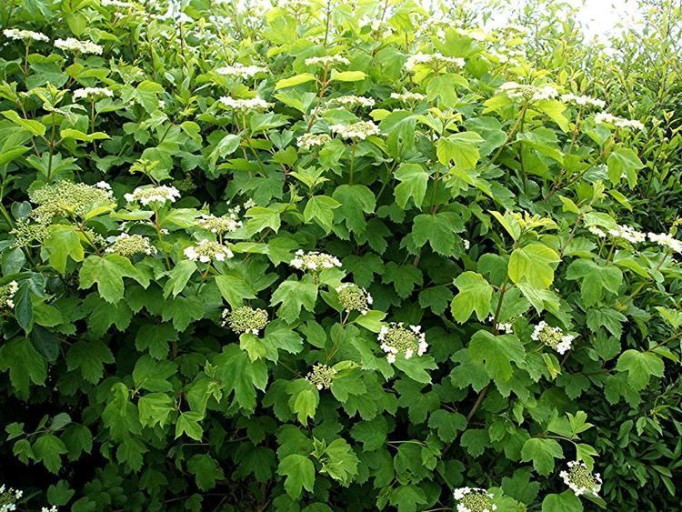 Viburnum opulus Guelderrose Viburnum opulus NatureSpot