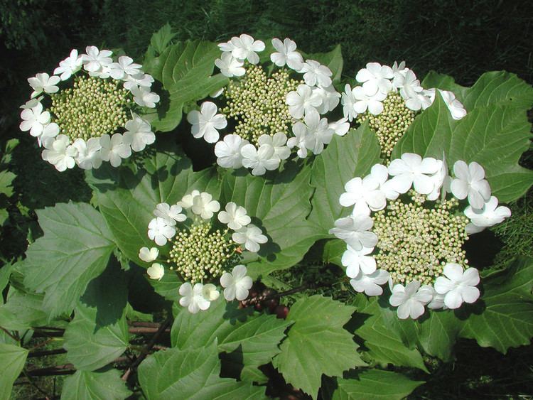 Viburnum opulus Viburnum opulus highbushcranberry Go Botany