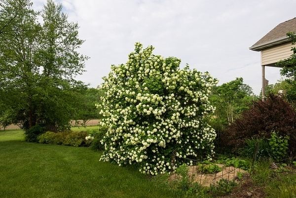 Viburnum opulus opulus