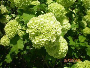 Viburnum opulus Viburnum opulus 39Roseum39 European Snowball Viburnum from Classic