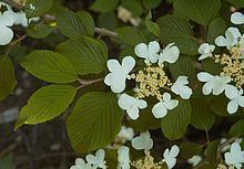 Viburnum plicatum httpsuploadwikimediaorgwikipediacommonsthu