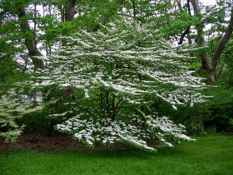 Viburnum plicatum Viburnum plicatum var tomentosum 39Mariesii39 CAROLYN39S SHADE GARDENS