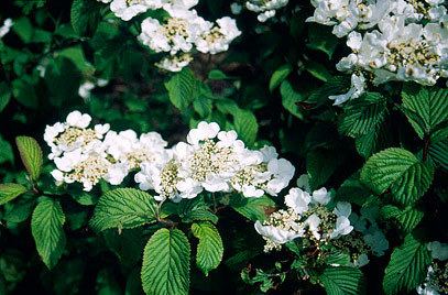 Viburnum plicatum Viburnum plicatum f tomentosum 39Mariesii39 Japanese snowball