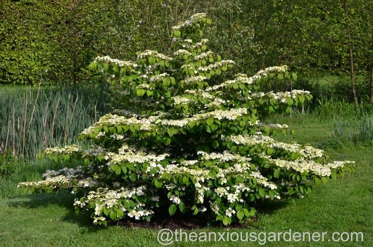 Viburnum plicatum Viburnum plicatum 39Mariesii39 The Anxious Gardener