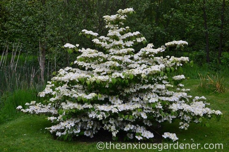 Viburnum plicatum Viburnum plicatum 39Mariesii39 The Anxious Gardener