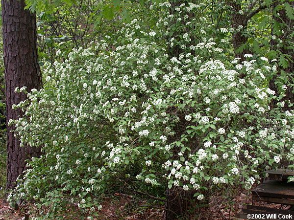 Viburnum rafinesqueanum Arrowwood Viburnum rafinesquianum