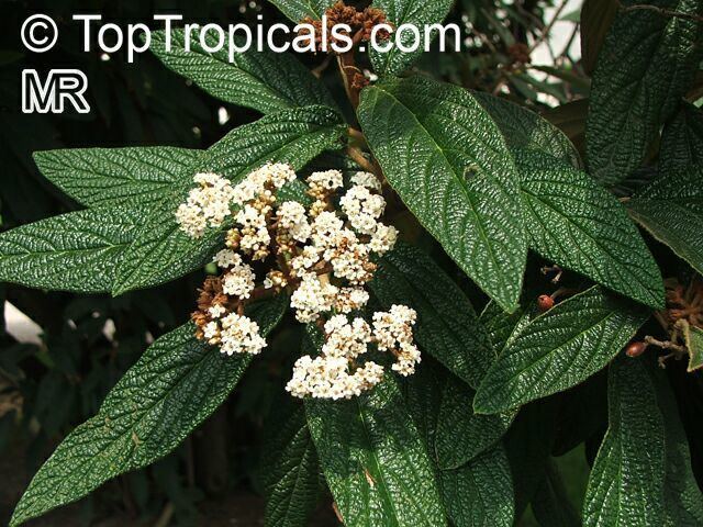 Viburnum rhytidophyllum Viburnum rhytidophyllum Leatherleaf Viburnum TopTropicalscom