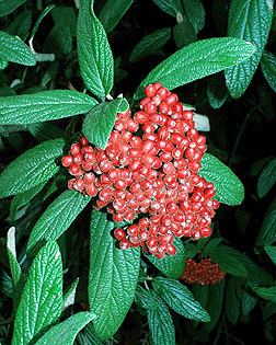 Viburnum rhytidophyllum dendrocnrevtedudendrologyimagesViburnum20rh