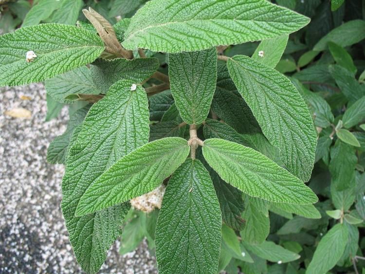 Viburnum rhytidophyllum Online Plant Guide Viburnum rhytidophyllum 39Cree39 Cree