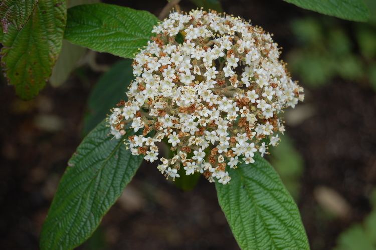 Viburnum rhytidophyllum Viburnum rhytidophyllum Leatherleaf Viburnumcom A Complete