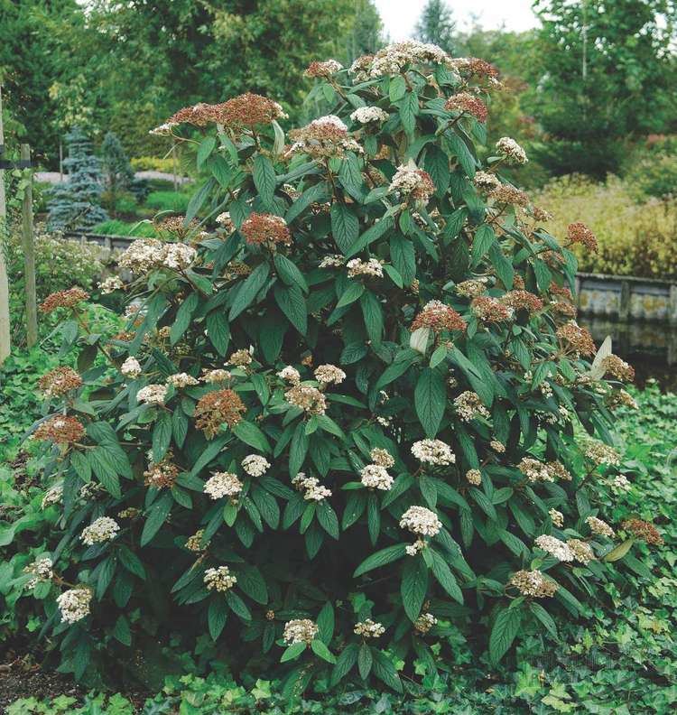 Viburnum rhytidophyllum VIBURNUM rhytidophyllum HEMSL Leatherleaf Pflanzen null