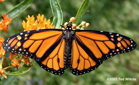 Viceroy (butterfly) Monarch or Viceroy