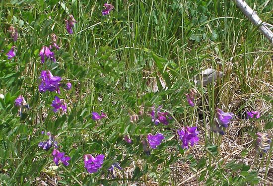 Vicia americana Southwest Colorado Wildflowers Vicia Americana