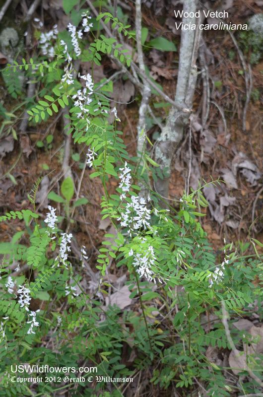 Vicia caroliniana US Wildflower Wood Vetch Carolina Vetch Pale Vetch Vicia