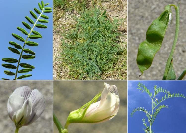 Vicia ervilia Scientific name Vicia ervilia ONLINE BOTANY