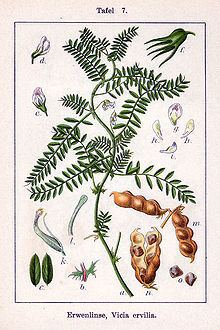 Vicia ervilia httpsuploadwikimediaorgwikipediacommonsthu