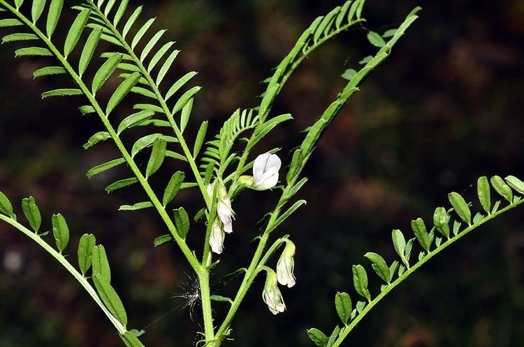 Vicia ervilia Flora Vascular Toda la informacin detallada sobre la Flora