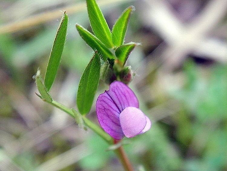 Vicia lathyroides Image Vicia lathyroides Spring Vetch BioLibcz