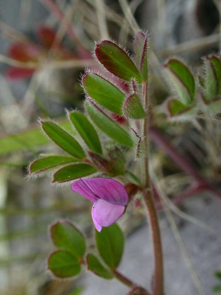 Vicia lathyroides Vicia lathyroides spring vetch Go Botany