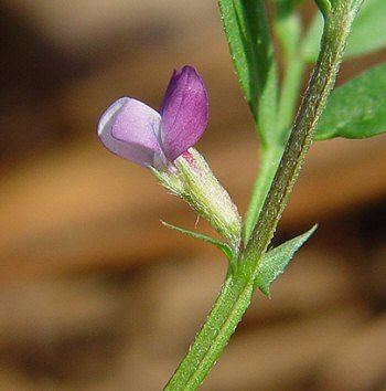 Vicia lathyroides Vicia lathyroides page