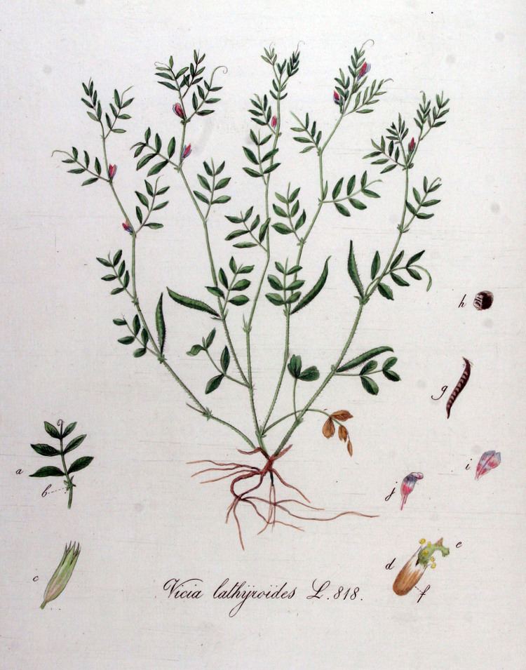 Vicia lathyroides FileVicia lathyroides Flora Batava Volume v11jpg Wikimedia