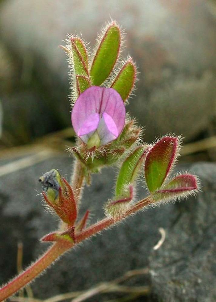 Vicia lathyroides Vicia lathyroides spring vetch Go Botany