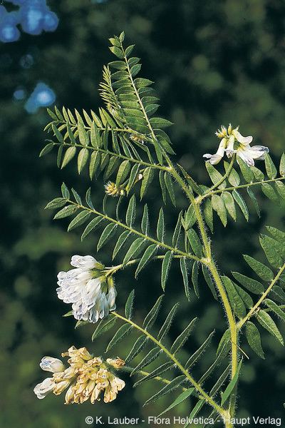 Vicia orobus Vicia orobus DC