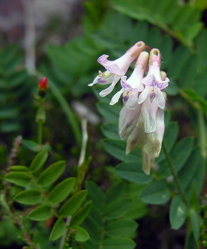 Vicia orobus Vicia orobus from Assynt